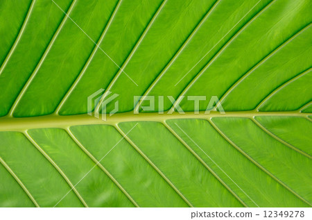 leaf texture 12349278