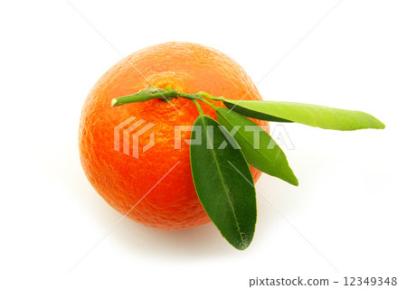 tangerine 12349348