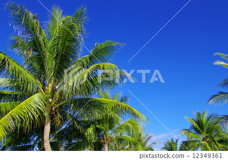 palm tree palm tree 12349361