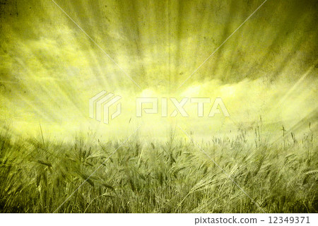 field field 12349371