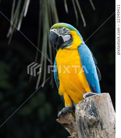 parrot bird parrot bird 12349411
