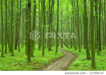 forest 12349514