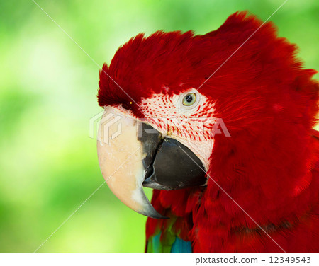 parrot parrot 12349543