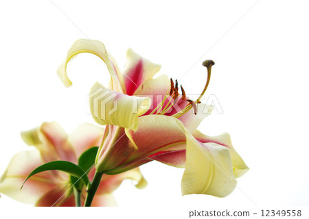lily lily 12349558