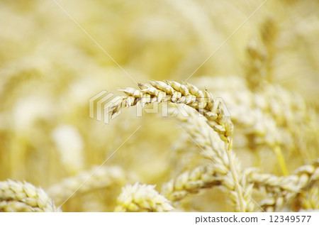 wheat wheat 12349577