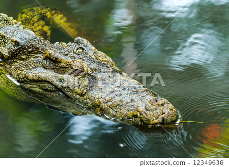 Alligator 12349636