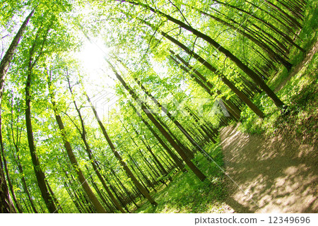 forest forest 12349696