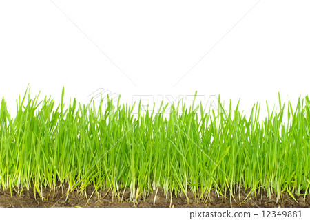 green grass green grass 12349881