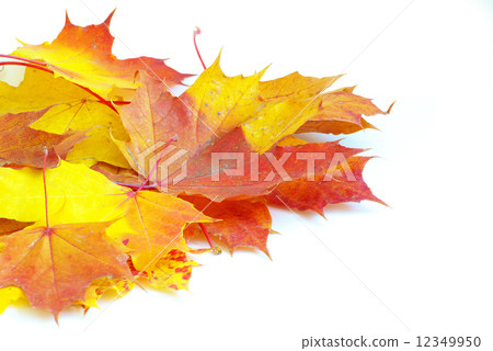 autumn leaves 12349950