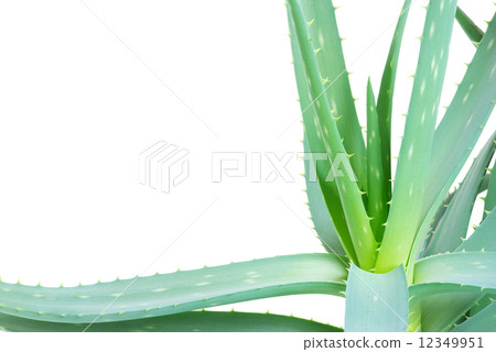 aloe 12349951