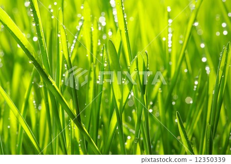 drops on grass drops on grass 12350339