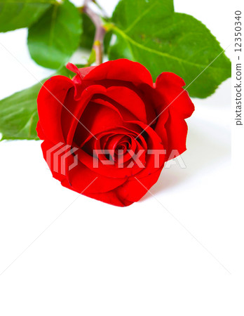 rose rose 12350340