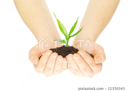 plant in hands plant in hands 12350343