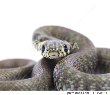 snake 12350361