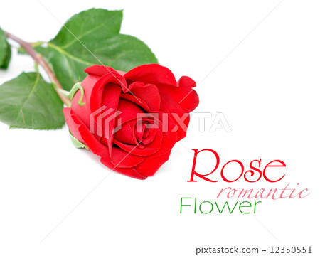 Red rose with leaves isolated on white 12350551