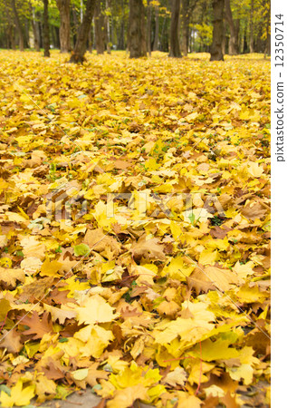 autumn leafs autumn leafs 12350714