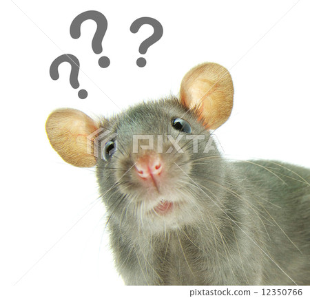 rat rat 12350766