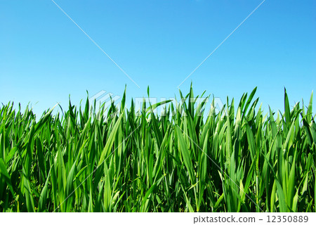 green lawn green lawn 12350889