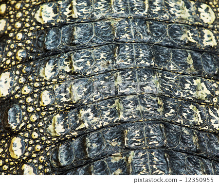 Crocodile skin texture 12350955