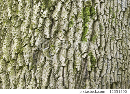 tree texture 12351390