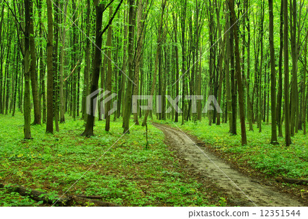 forest in summer 12351544