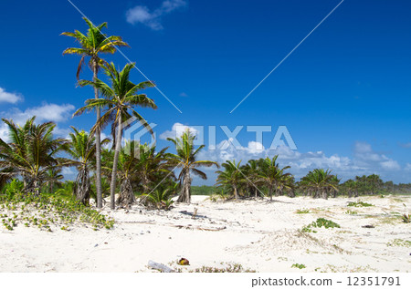 Palm tree Palm tree 12351791