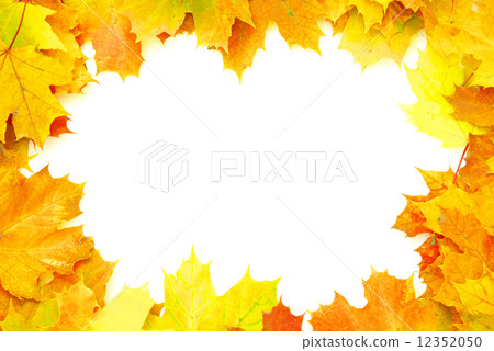 autumn maple leaves 12352050