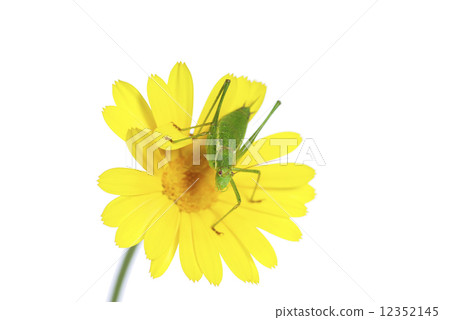 grasshopper grasshopper 12352145