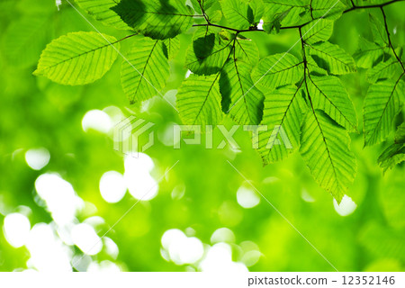 green leaves 12352146