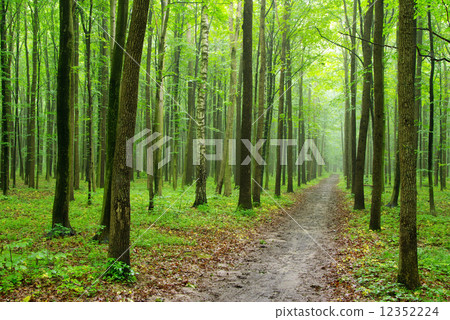forest 12352224