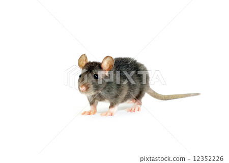 rat 12352226
