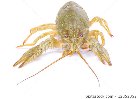 crawfish crawfish 12352352