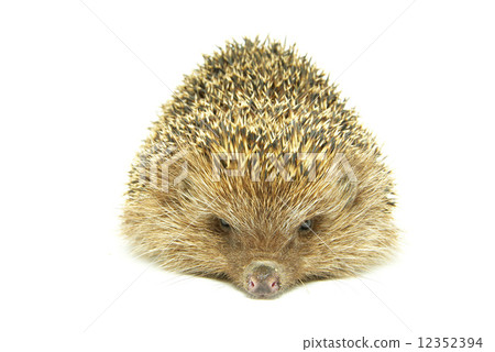 hedgehog 12352394