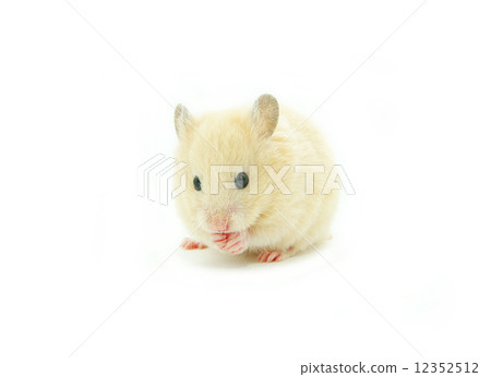 hamster 12352512