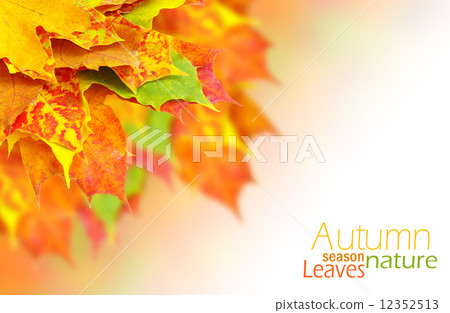 autumn leaves 12352513