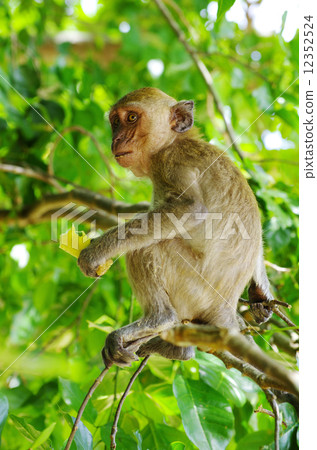Monkey Monkey 12352524