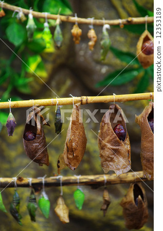 cocoons cocoons 12353189