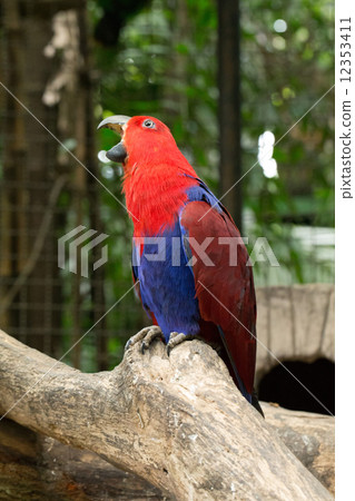 parrot 12353411