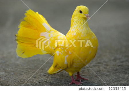 pigeon pigeon 12353415