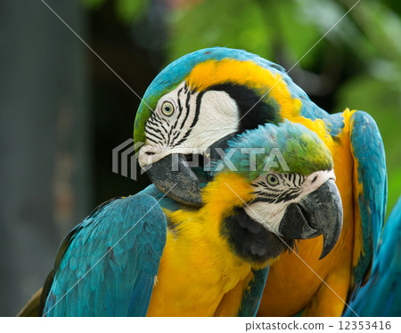 parrot 12353416