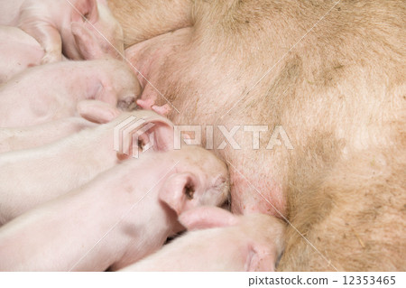 Little piglets 12353465
