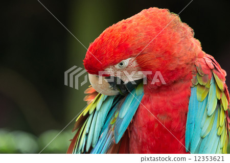 parrot 12353621