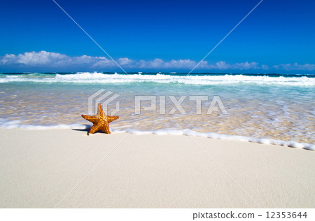 starfish with ocean 12353644