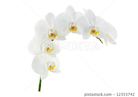 orchids 12353742