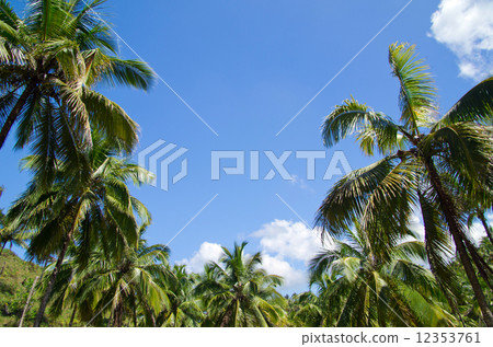 Palm tree 12353761