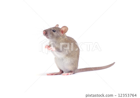 rat rat 12353764