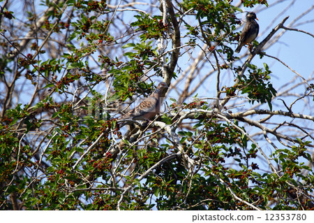 桑椹和椋鳥和野雞 桑椹和椋鳥和野雞 12353780