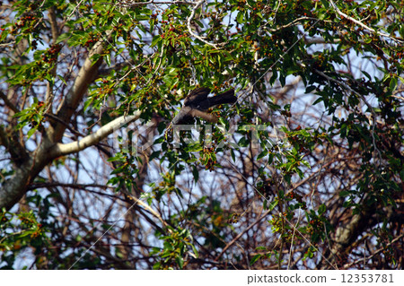 Mulberry and starling Mulberry and starling 12353781
