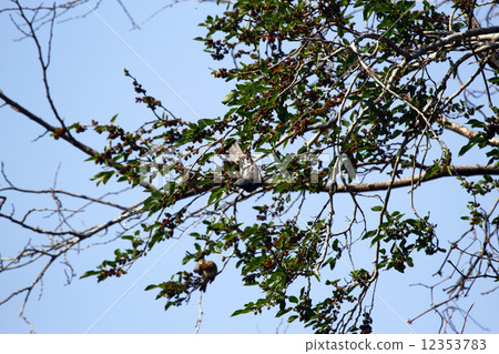 桑椹和椋鳥 12353783