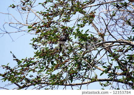 桑椹和椋鳥 12353784